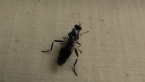 Garden Soldier Fly
