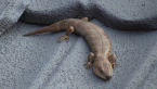 Pink-tongued Skink
