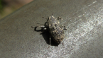 Weevil