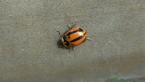 Striped Ladybird