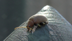 Celtis Leaf Beetle