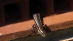 Skink in ventilation grille