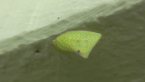 Planthopper