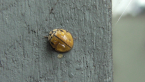 Ladybird Beetle