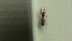 Spiderling