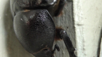 Female Rhinoceros Beetle