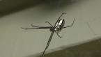 Female Silver Orb-weaving Spider