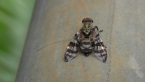 Signal Fly