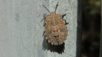 Shield Bug Nymph