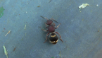 Velvet Ant