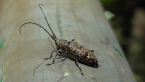 Longicorn Beetle