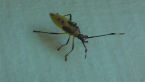 Bug Nymph