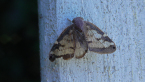 Passionvine Hopper