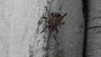 Shield Bug Nymph