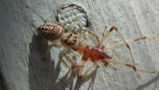 Female Jumping Spider with Prey