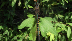 Australian Emerald Dragonfly