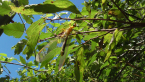 Blue Eyes Lacewing