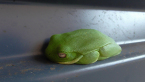 Green Tree Frog