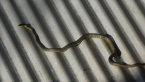 Green Tree Snake
