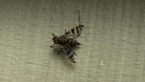 Signal Fly