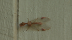 Mantispid Lacewing