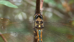 Australian Emerald Dragonfly