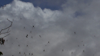 Golden Orb Spider Aggregation