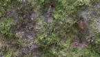 Harvestman
