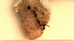 Potter Wasps