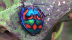Other fauna