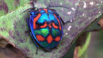 Cotton Harlequin Bug
