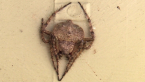 Wrap-around Spider