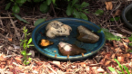 Bees Drinking