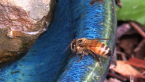 Bee Drinking