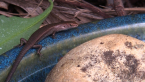 Skink