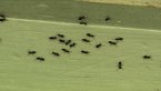 Ant Attack