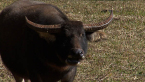 Asian Water Buffalo