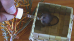 Feathertail Glider