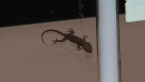 Asian House Gecko