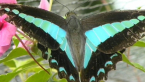Blue Triangle Butterfly