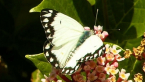 Caper White Butterfly