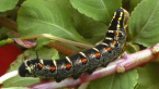 Impatiens  Hawk Moth Larva