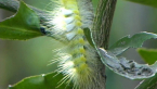 Tussock Moth Larva