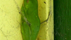 Green Tree Frog