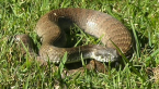 Death Adder
