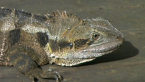 Eastern Water Dragon