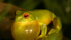 Orange-eyed Tree Frog