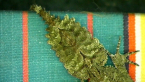 Leaf-tailed Gecko