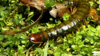 Giant Centipede