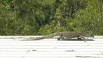 Lace Monitor
